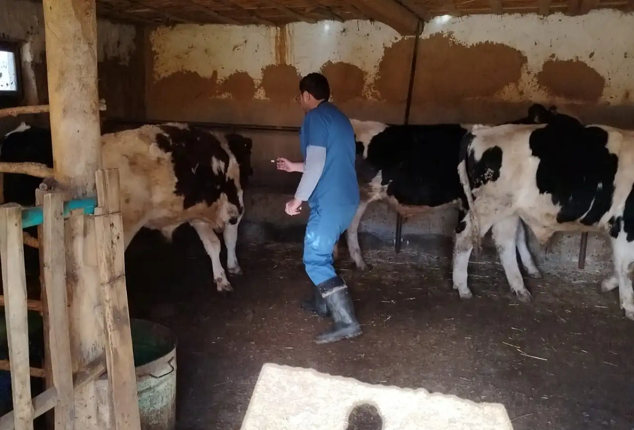 Konya'da sürü sağlığını güçlendiren uygulama: Aşılamada yoğun mesai