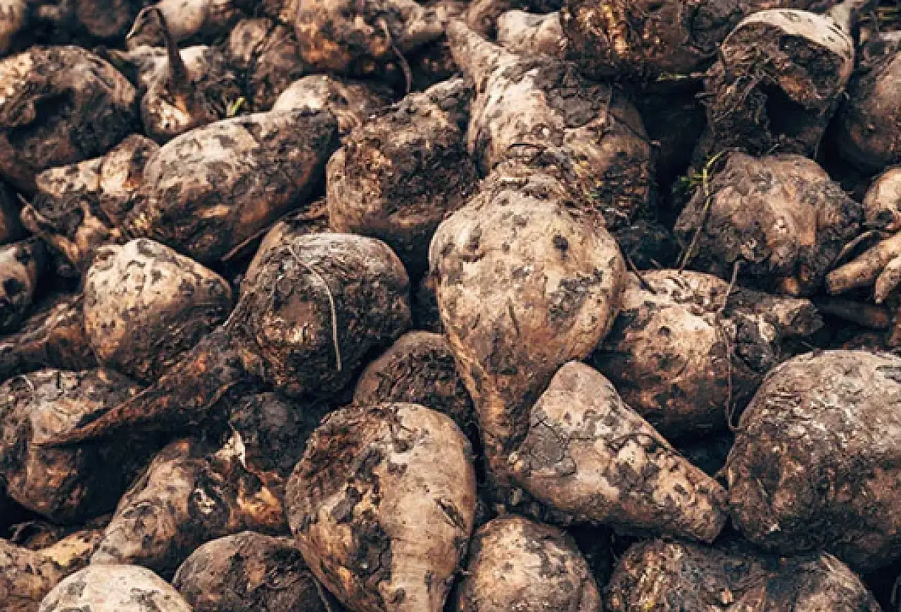 Başkan Erkoyuncu: 2025-2026 sezonu Konyalı çiftçiler için verimli geçti!