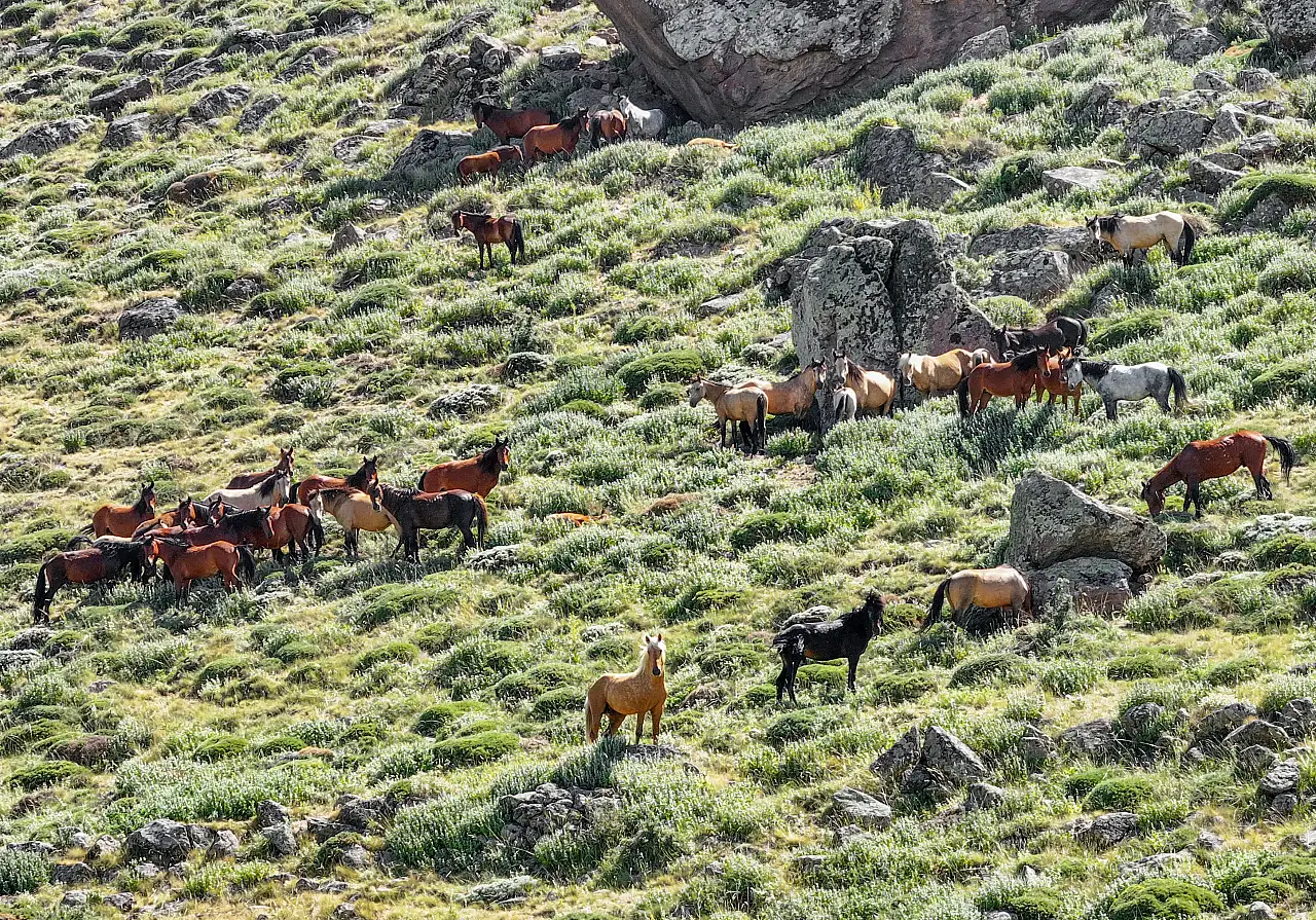 Konya-Karaman sınırında doğayla iç içe: Karadağ krateri yılkı atlarıyla büyülüyor