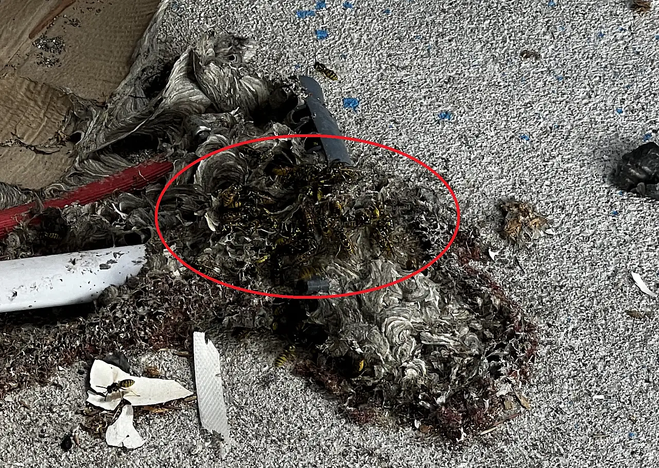 Arıların saldırısına uğrayan aile dehşeti yaşadı: Baba ve kızı hastaneye kaldırıldı