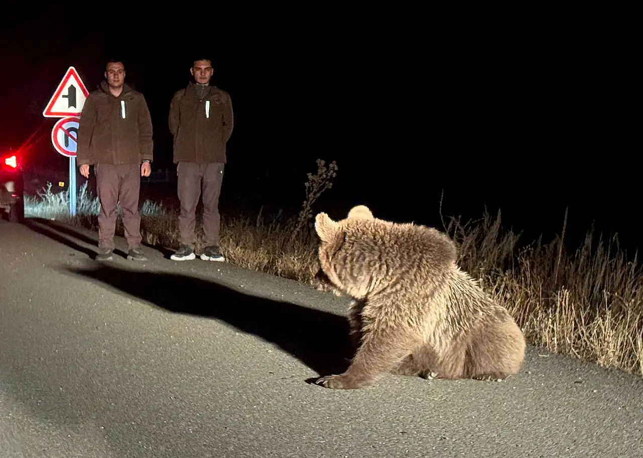 Bitkin halde bulunan bozayı yavrusu ekipleri harekete geçirdi