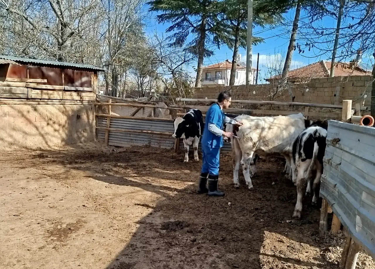 Konya'da sürü sağlığını güçlendiren uygulama: Aşılamada yoğun mesai