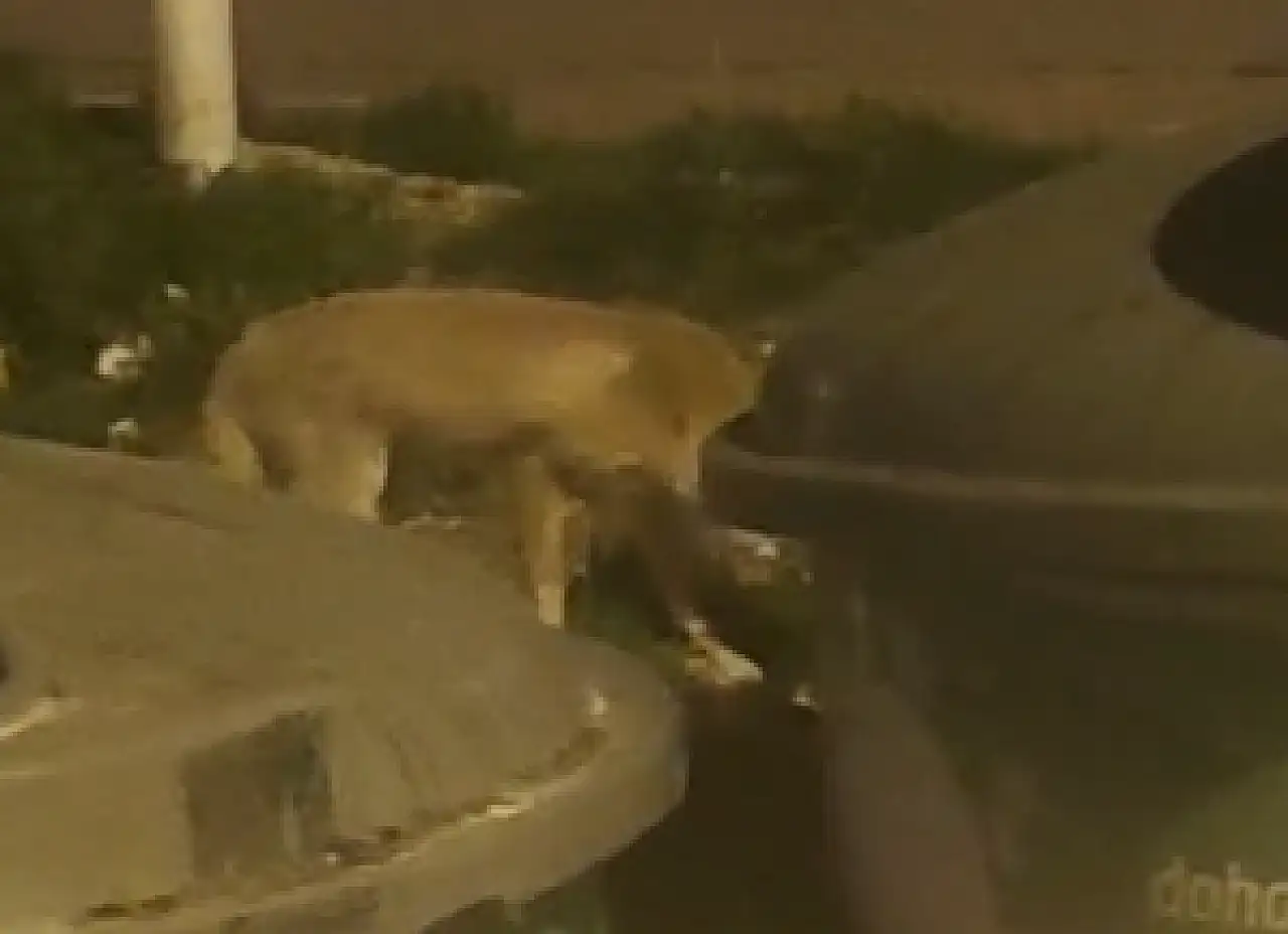 Konya'da aç kalan tilki şehir merkezine indi: O anlar saniye saniye kaydedildi!