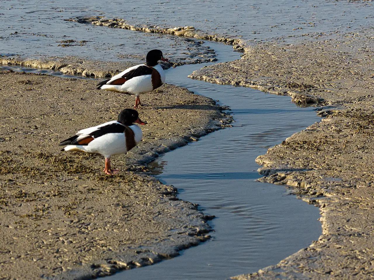 Konya'da yağışlar Altınapa Barajı'nı canlandırdı: Yaban ördekleri geldi