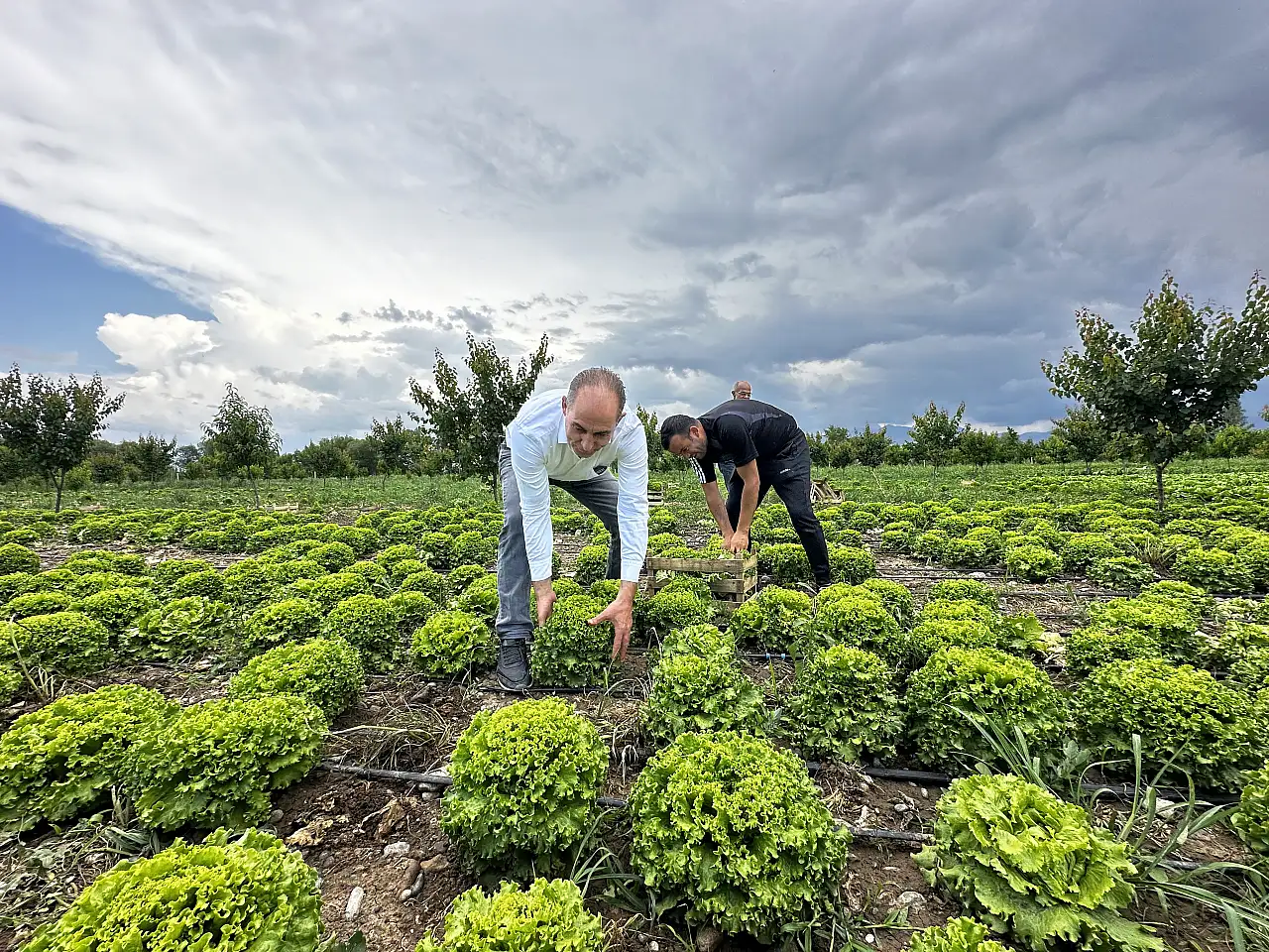 Iğdır'da binlerce dekar marul yeni sezon için hazır