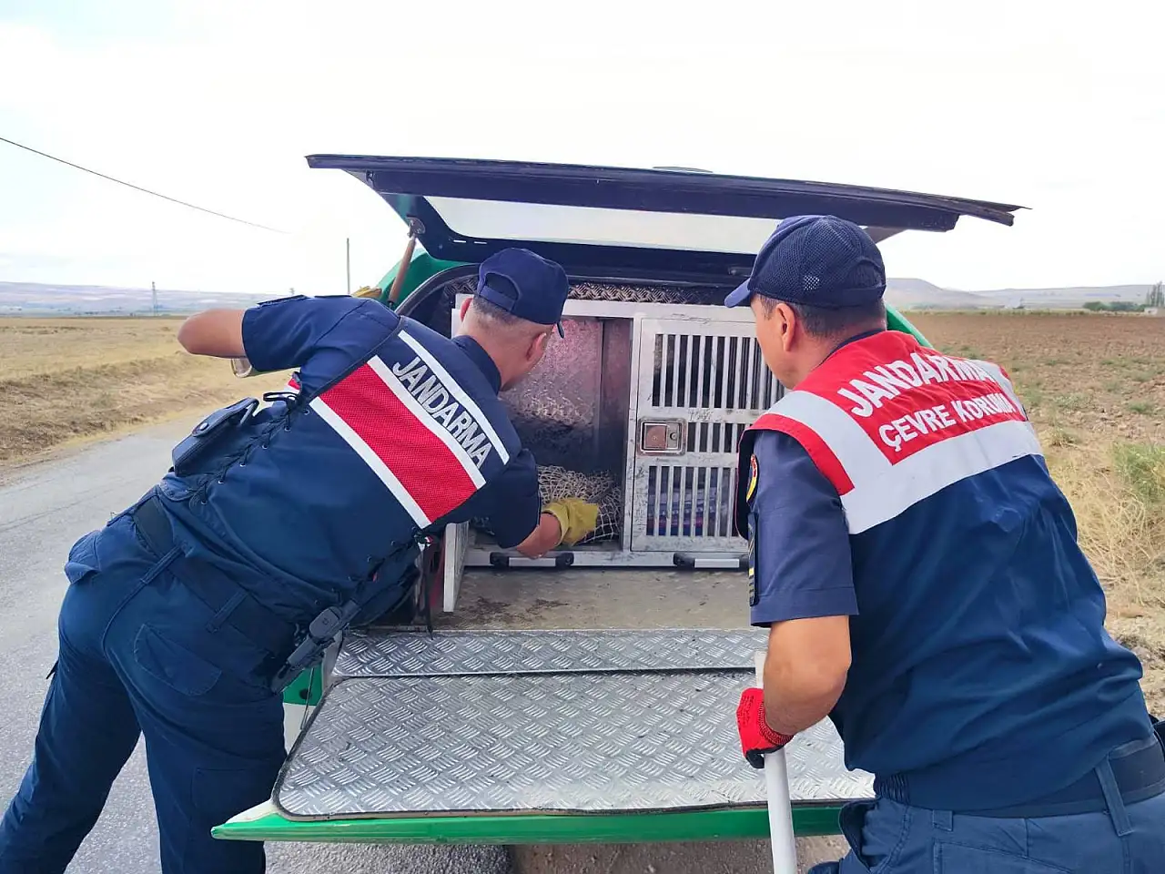 Yaralı halde bulunan bal porsuğu tedavi altına alındı