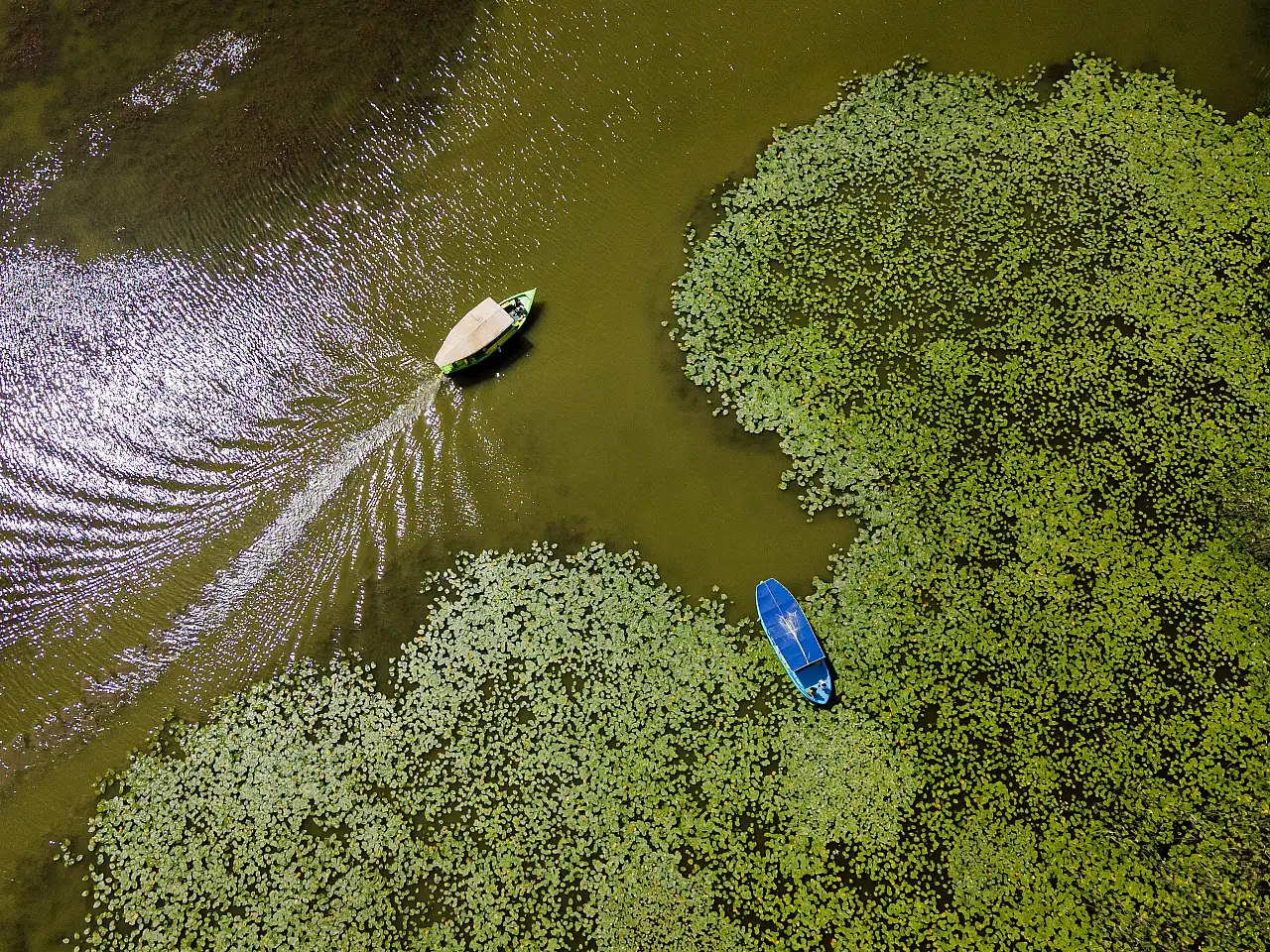 Konya'nın ''nilüfer bahçesi'' çiçek açtı