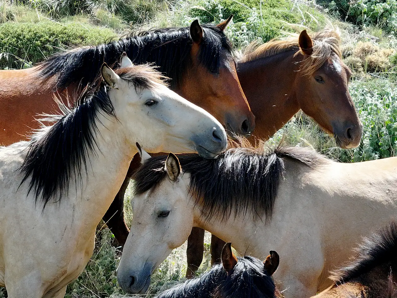 Konya-Karaman sınırında doğayla iç içe: Karadağ krateri yılkı atlarıyla büyülüyor