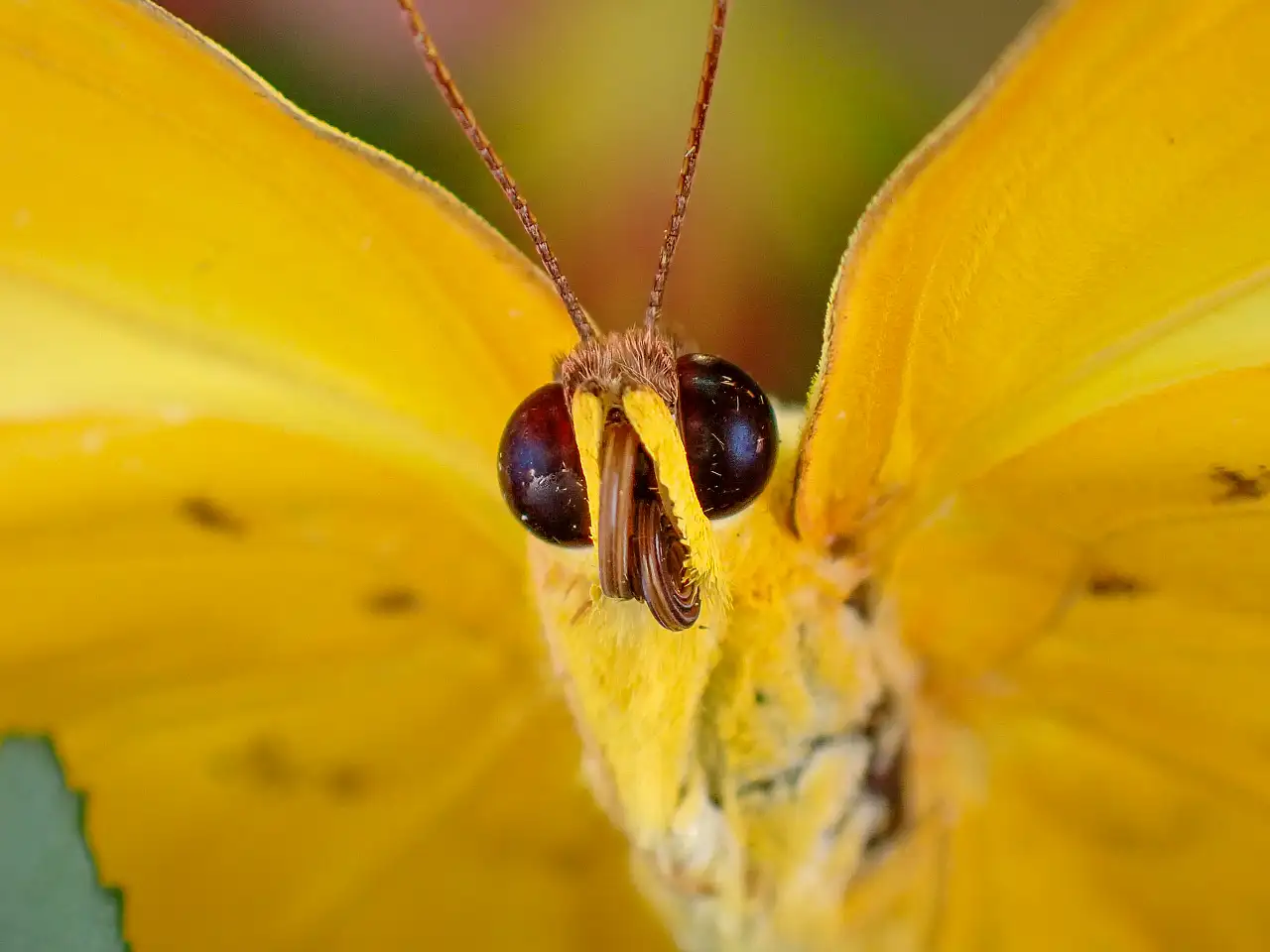 Konya Tropikal Kelebek Bahçesi'nde renkli ve sıra dışı bir Dünya