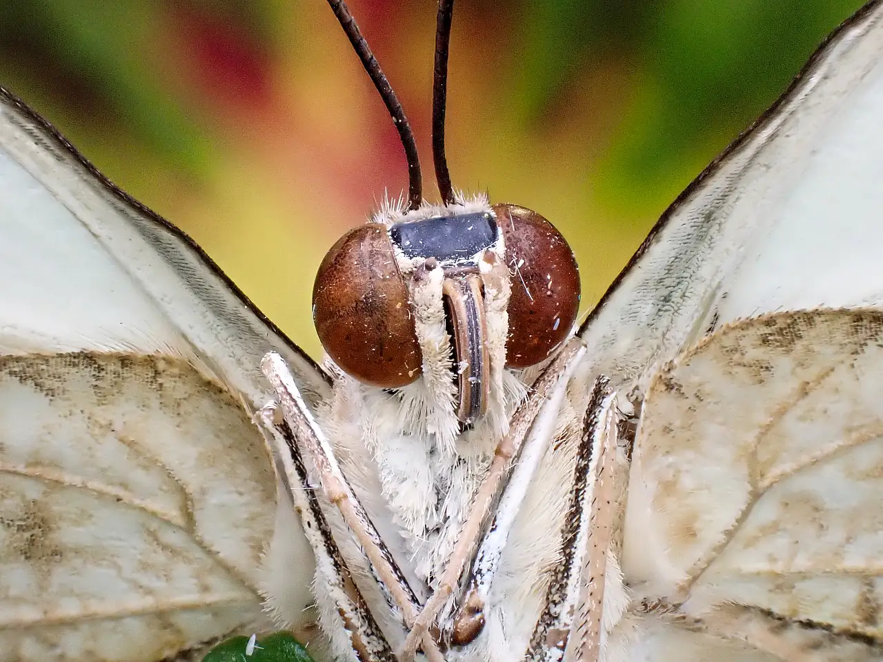 Konya Tropikal Kelebek Bahçesi'nde renkli ve sıra dışı bir Dünya