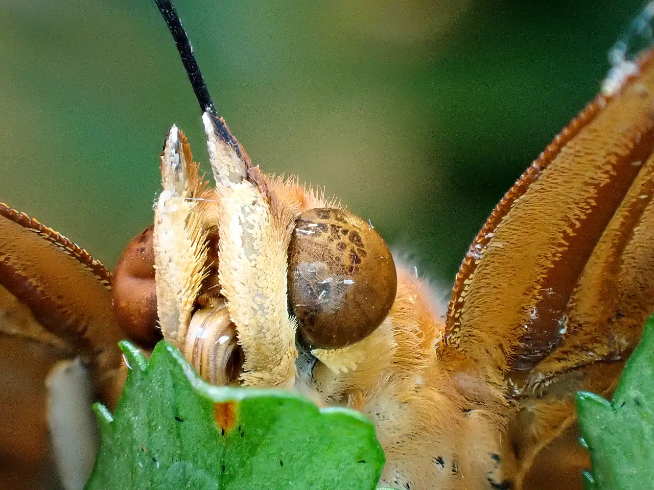 Konya Tropikal Kelebek Bahçesi'nde renkli ve sıra dışı bir Dünya