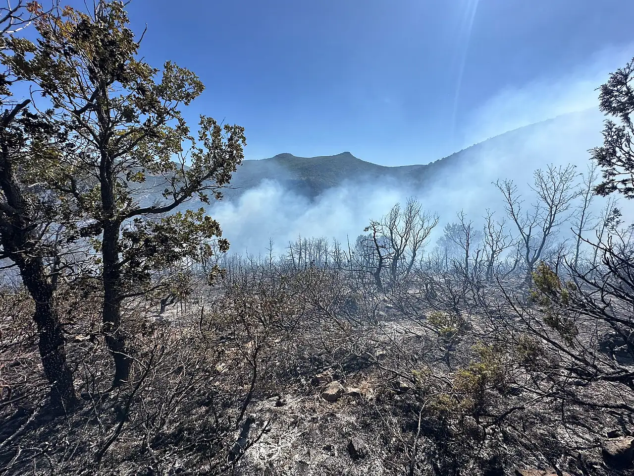Konya'da korkutan orman yangını! Çevre ilçelerden takviye ekipler sevk edildi