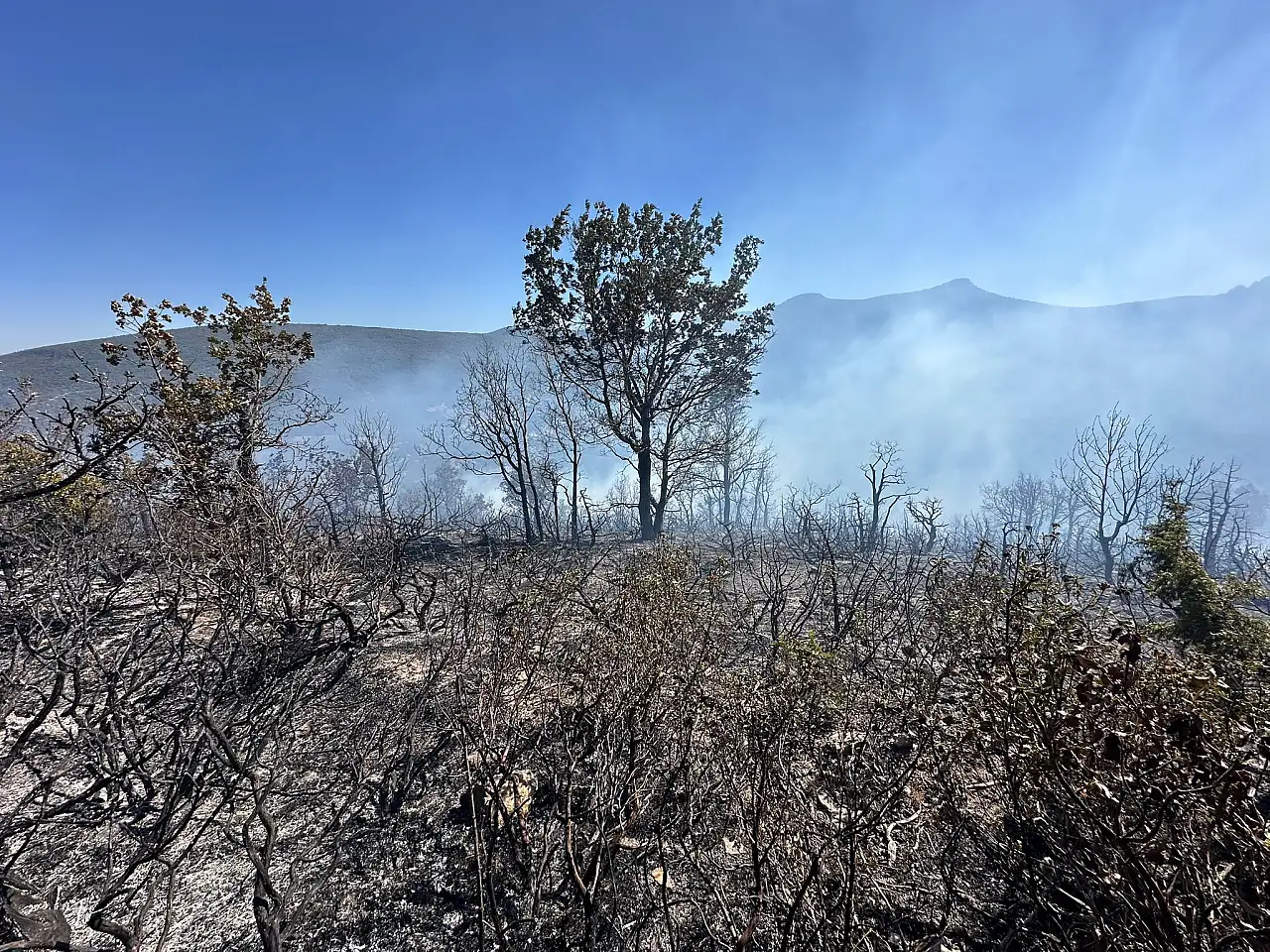 Konya'da korkutan orman yangını! Çevre ilçelerden takviye ekipler sevk edildi