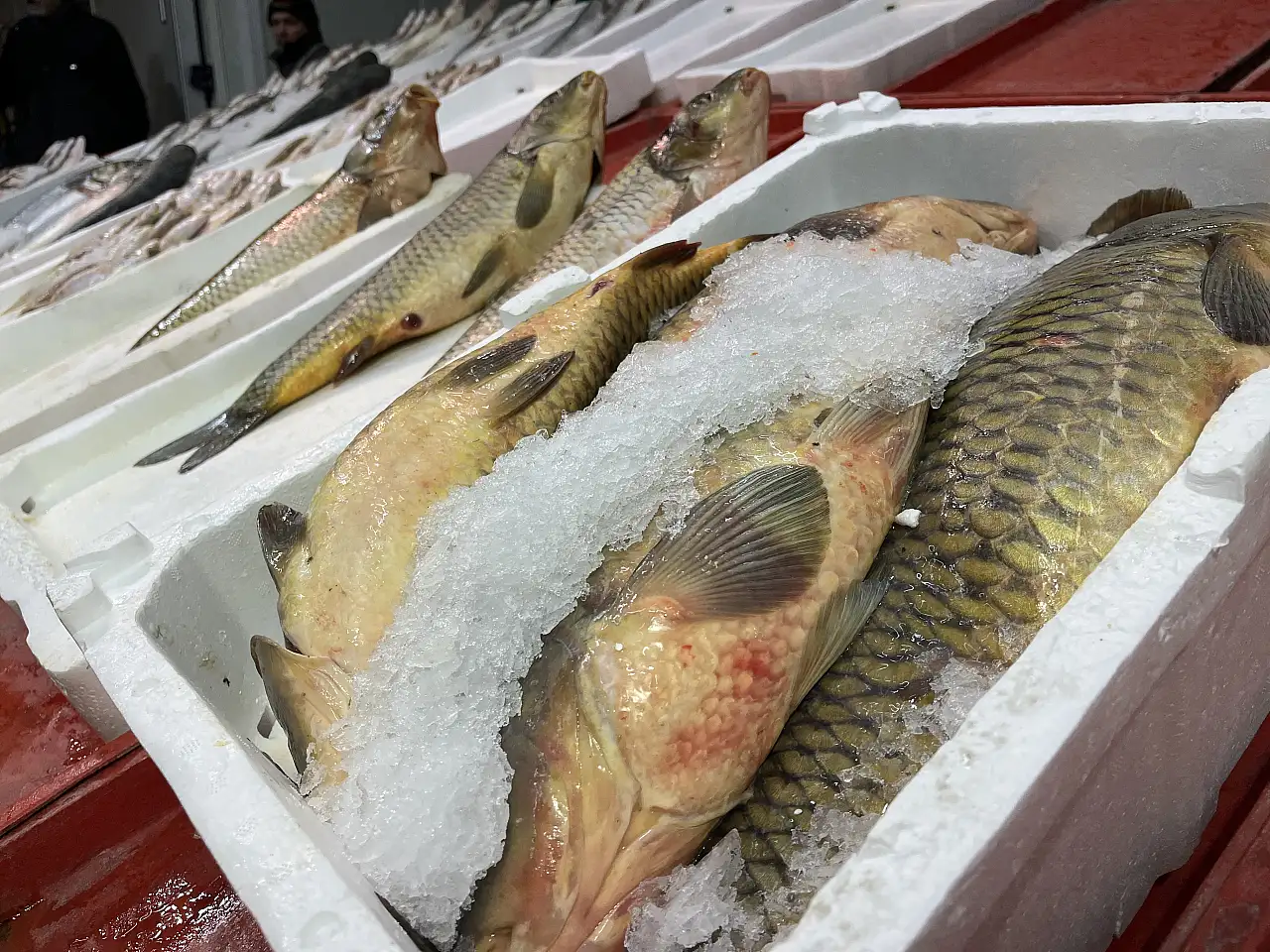 Geç soğuyan havalar Konya balıkçısını zorluyor