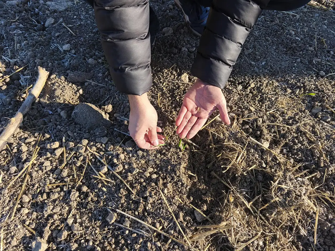 Konya'da tarlalar mercek altında: Üreticiye sahada teknik destek