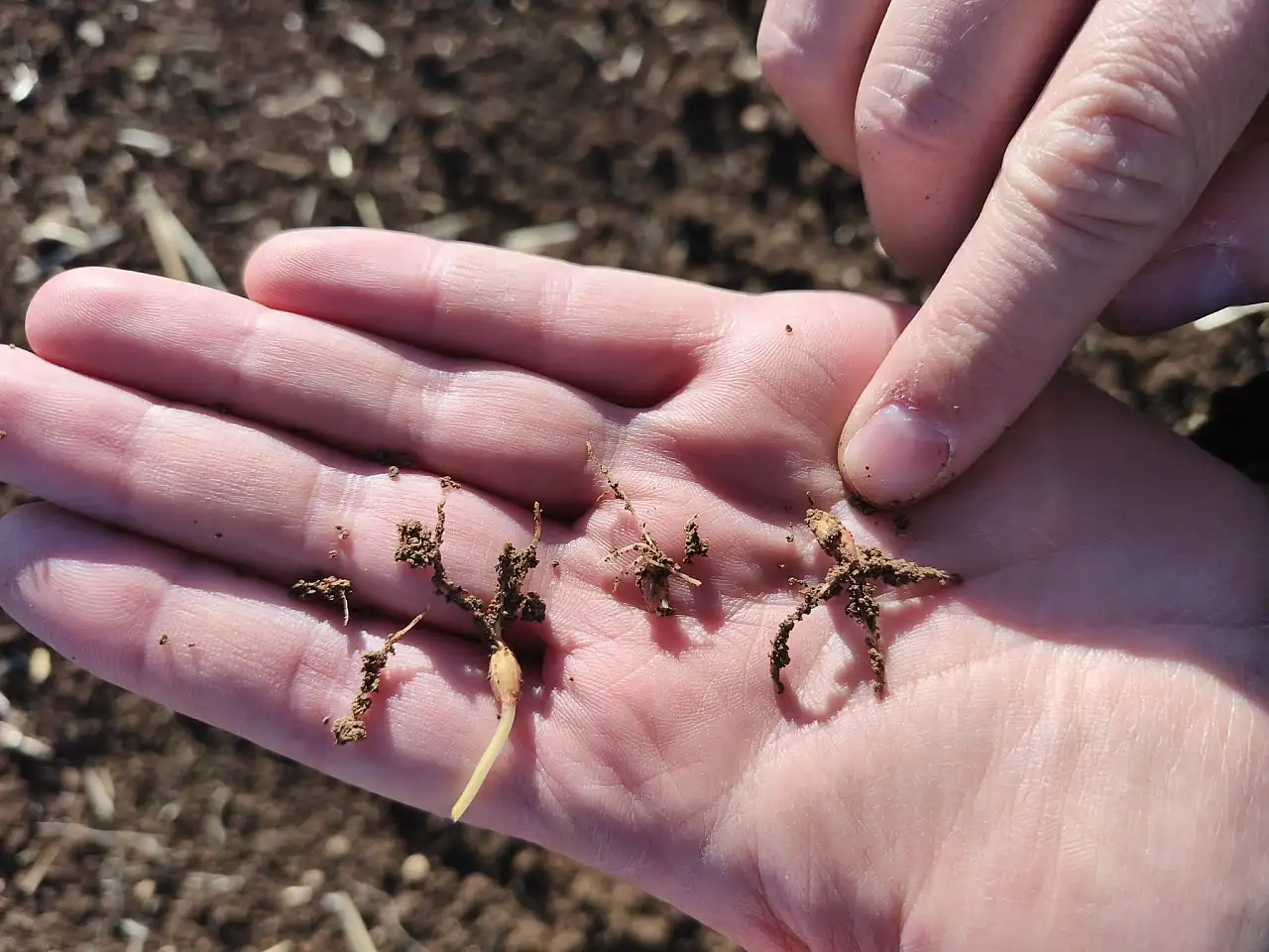 Konya'da tarlalar mercek altında: Üreticiye sahada teknik destek