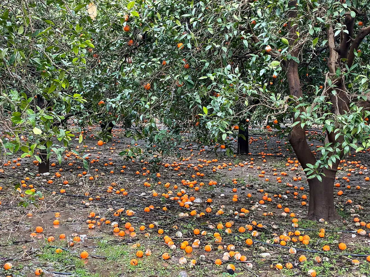 Sağanak hayatı felç etti: 7 ilçede okullar tatil edildi