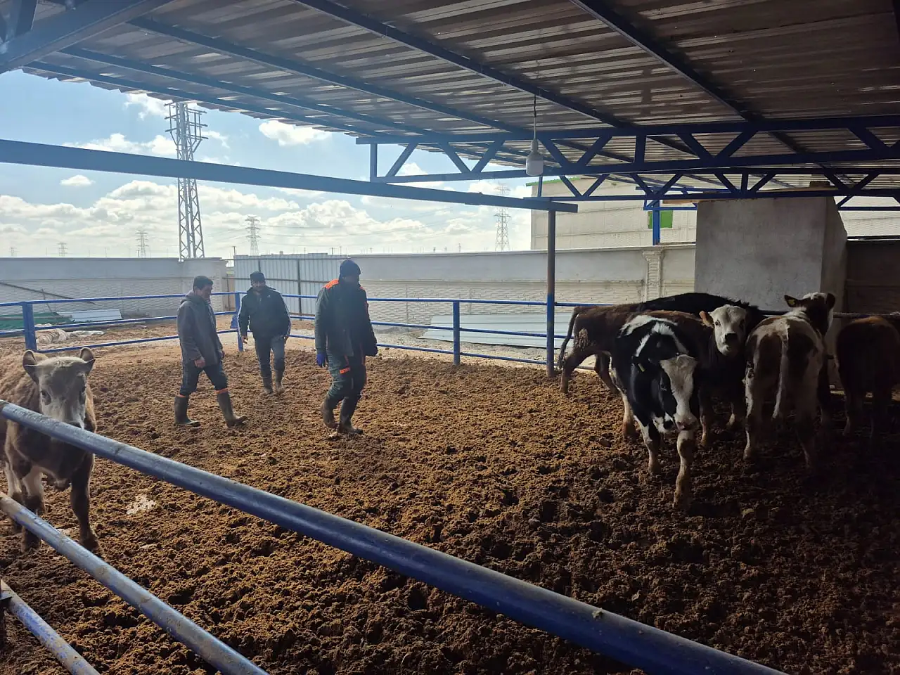 Konya'da sağlıklı hayvan güçlü üretim: İlkbahar aşılaması başladı