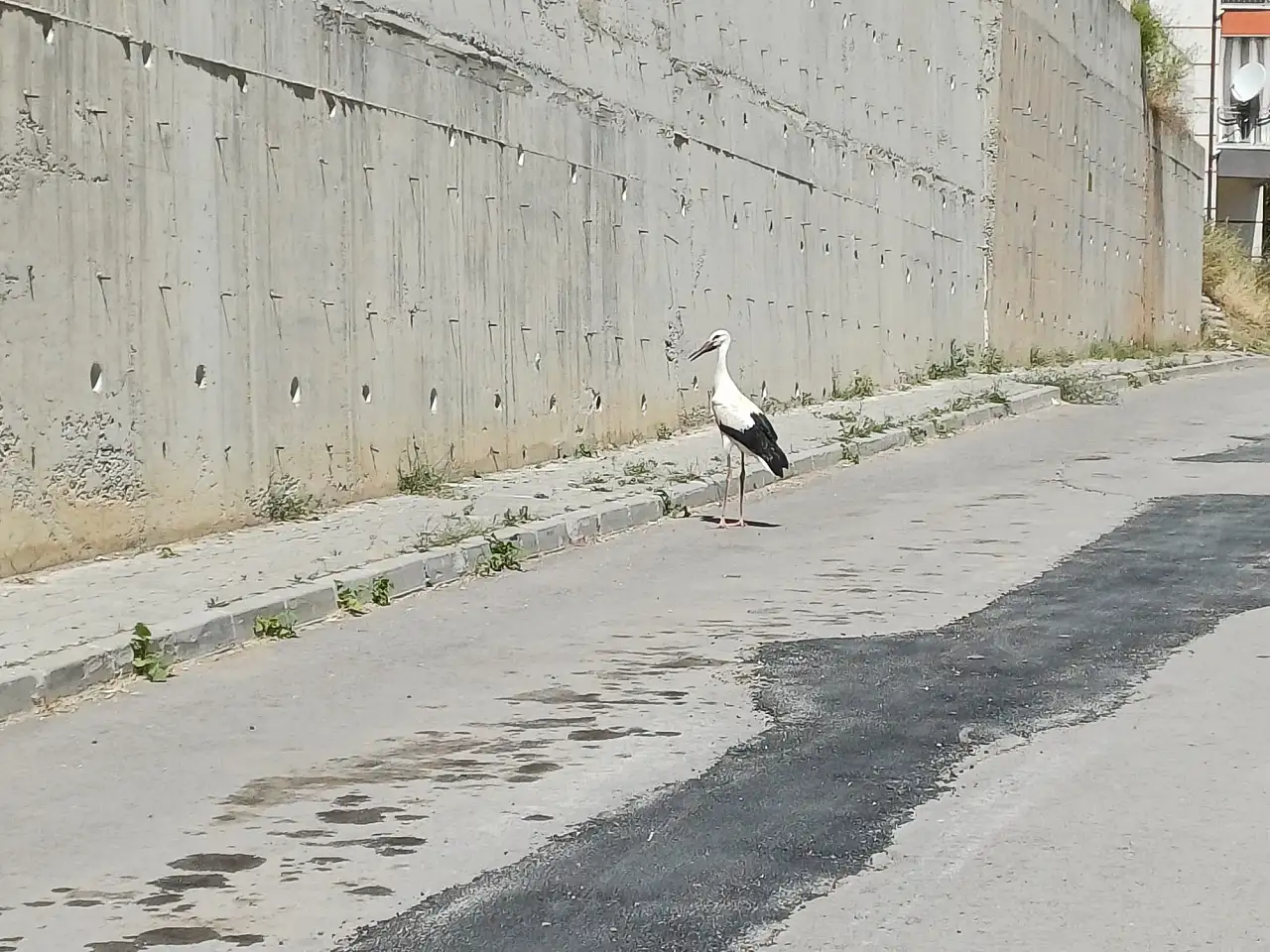 Yıllar sonra Konya'daki yuvasına döndü! Halini gören vatandaşlar seferber oldu