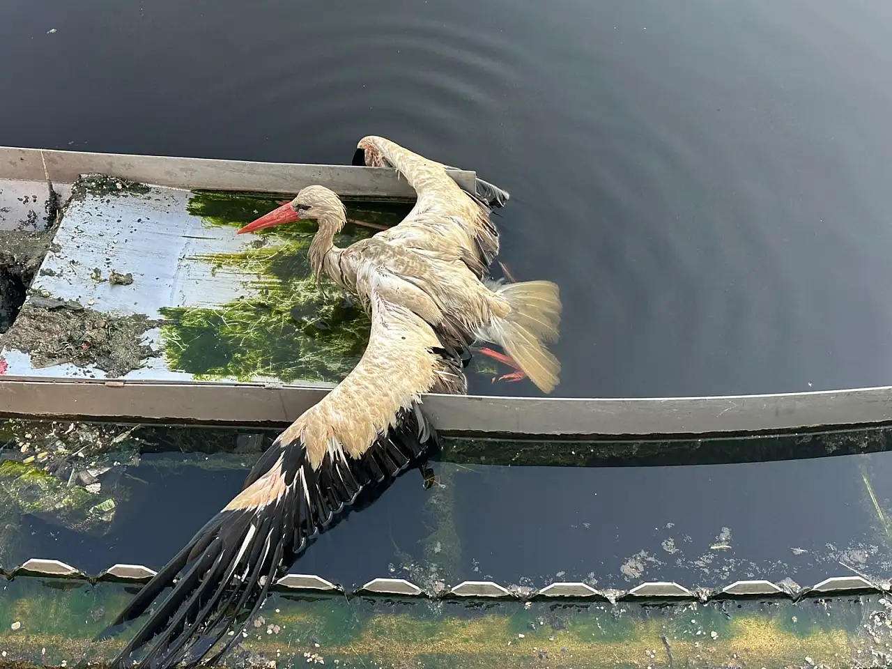 Konya'da kanal içinde mahsur kaldı! Ekipler seferber oldu