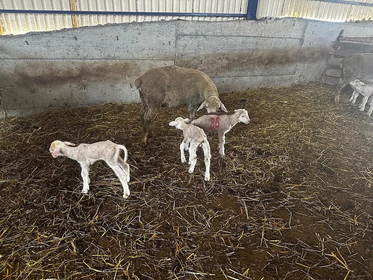 Milyonluk koçun yavruları Konya yolcusu