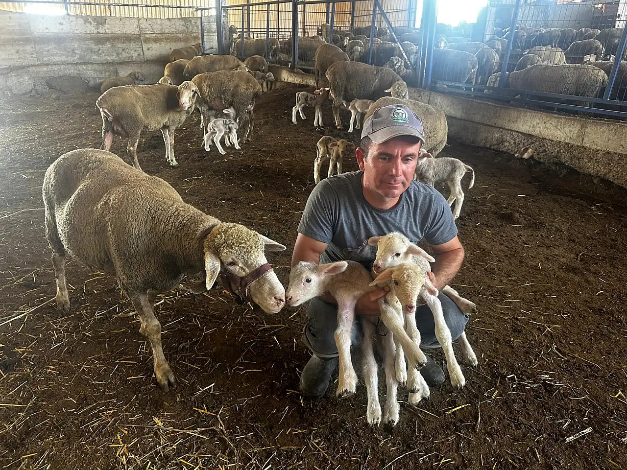 Milyonluk koçun yavruları Konya yolcusu