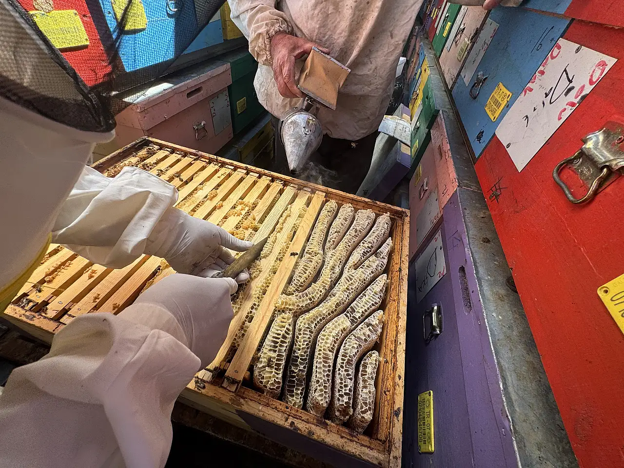 Konya'nın yükseklerinde sıra dışı üretim! 5,5 ton hasat bekleniyor