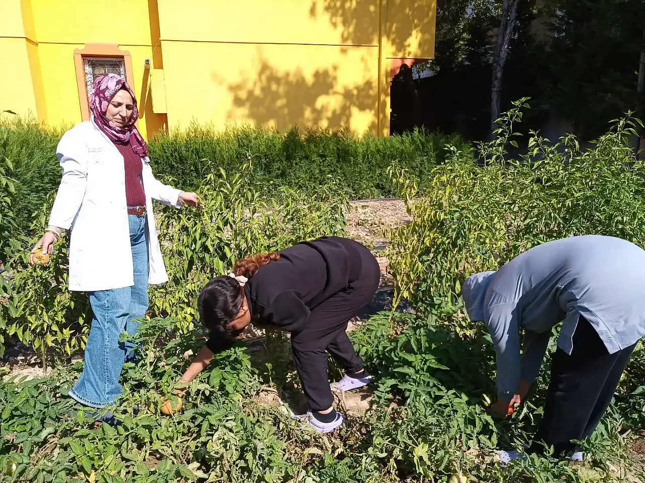 Konya'da yılın son hasadı yapıldı