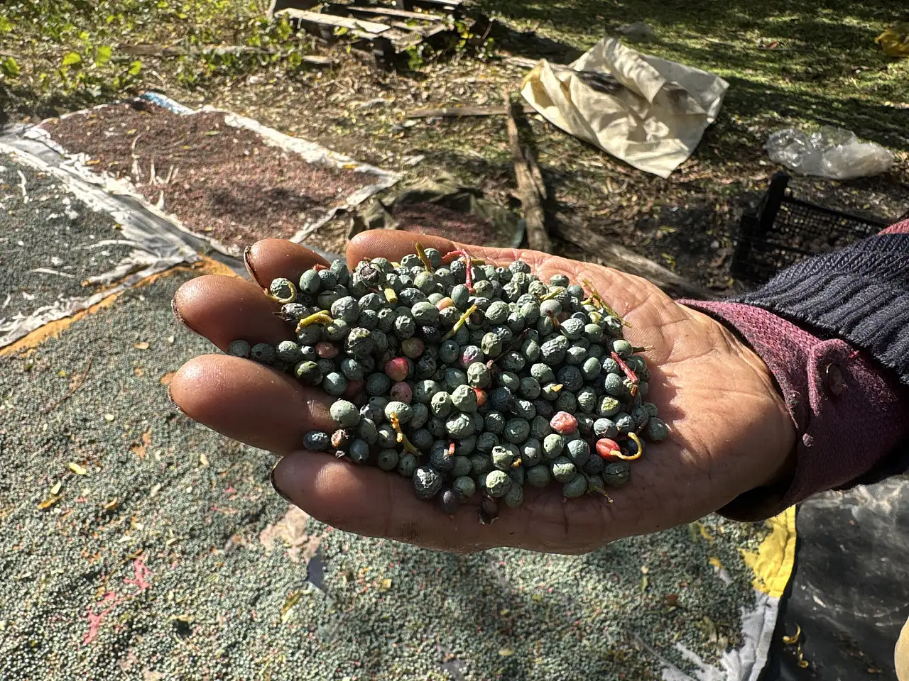 Toroslar'da kendi kendine yetişiyor, meyvesi de yağı da posası da para ediyor