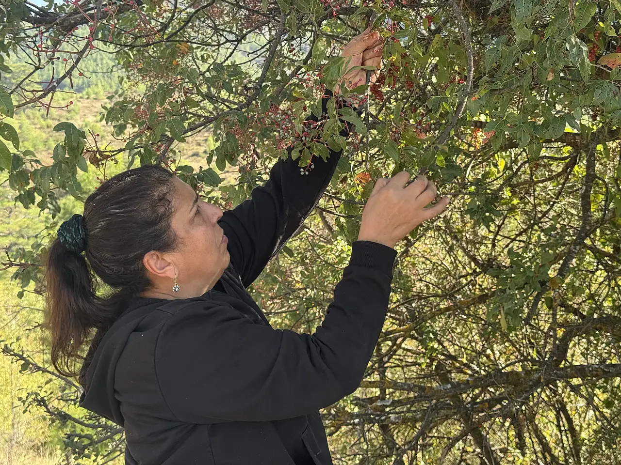 Toroslar'da kendi kendine yetişiyor, meyvesi de yağı da posası da para ediyor