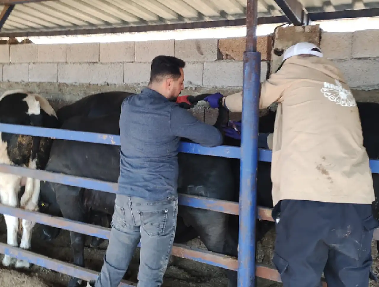 Konya'da şap hastalığı alarmı: Ekipler harekete geçti!