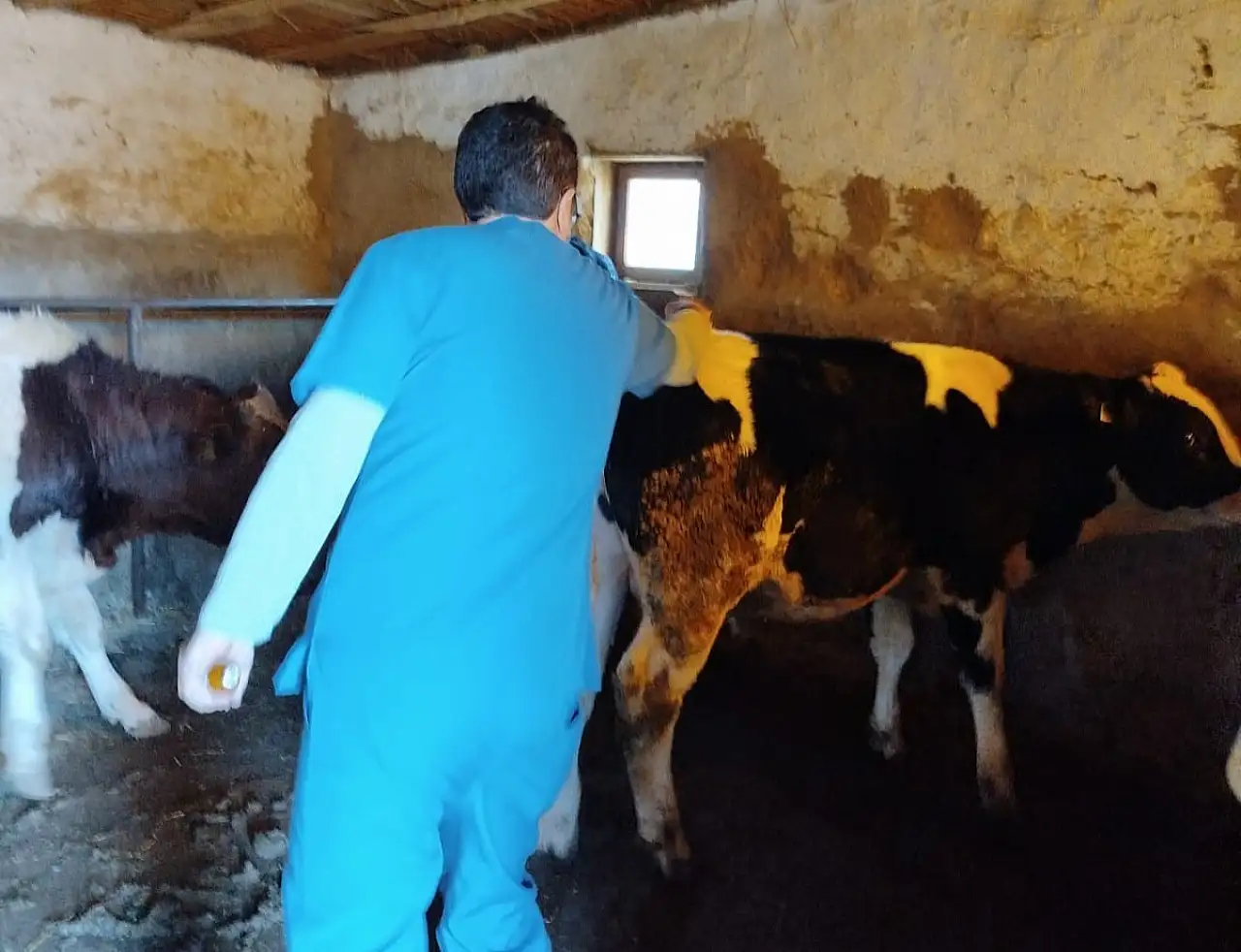 Konya'da sürü sağlığını güçlendiren uygulama: Aşılamada yoğun mesai