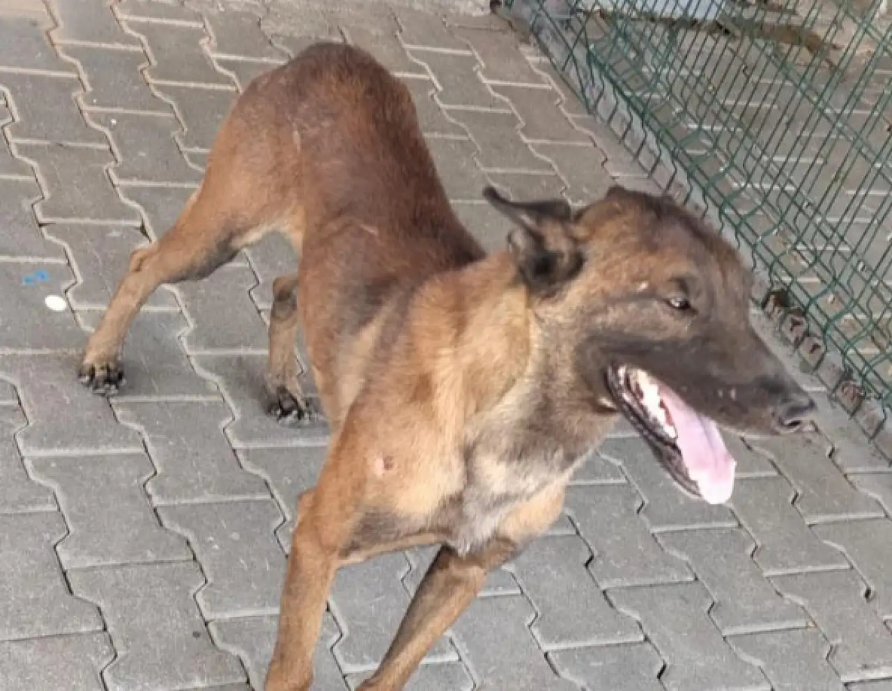 Komşu ilde köpek dehşeti: 3 yaşındaki çocuk Konya'ya sevk edildi!