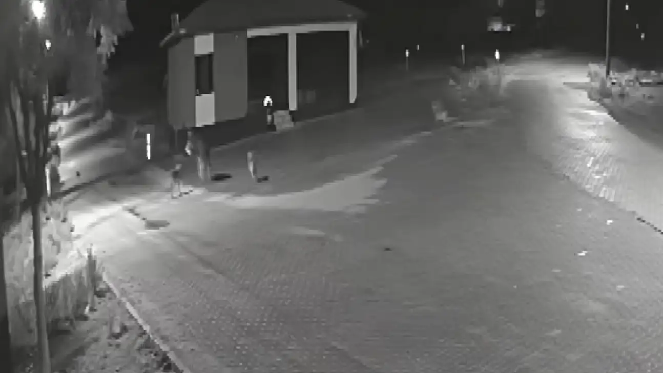 Konya'da mahalleli tedirgin: Kurt sürüsü yerleşim yerine girdi