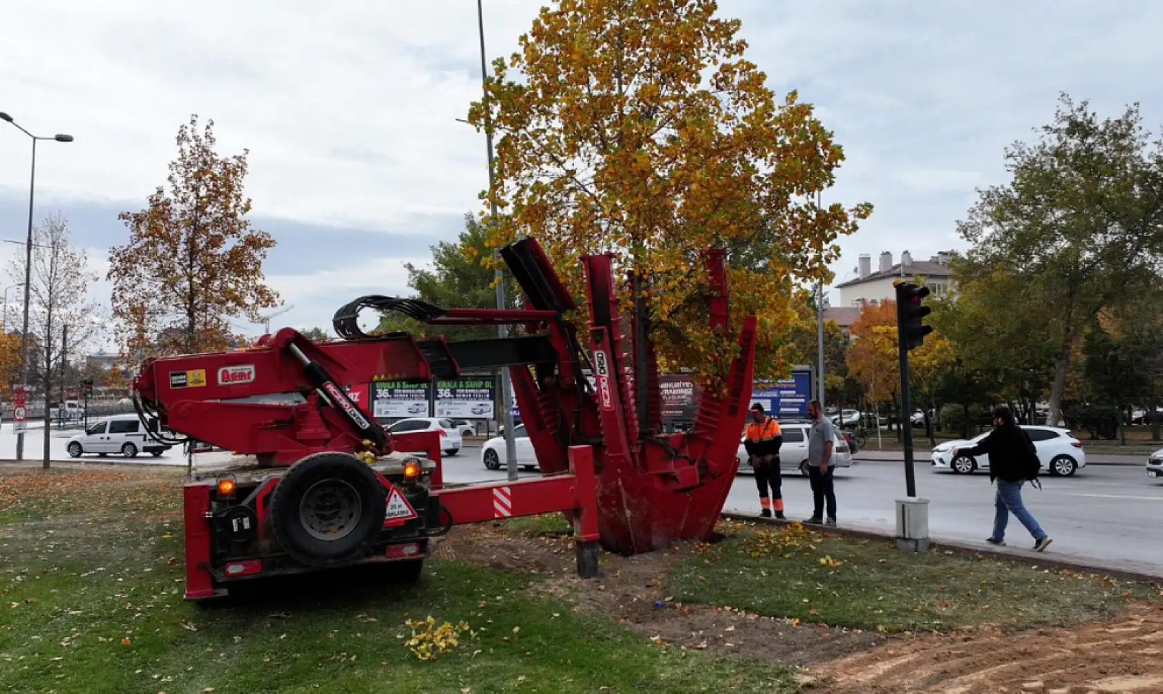 Konya'da sökülen ağaçlar yeniden hayat buluyor: 'Doğaya ve yeşile duyarlı davranıyoruz'