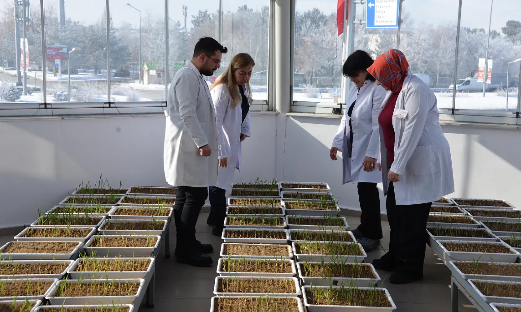 Eksi 21 derecede tarımsal devrim: Soğuğa meydan okuyan tohumlar