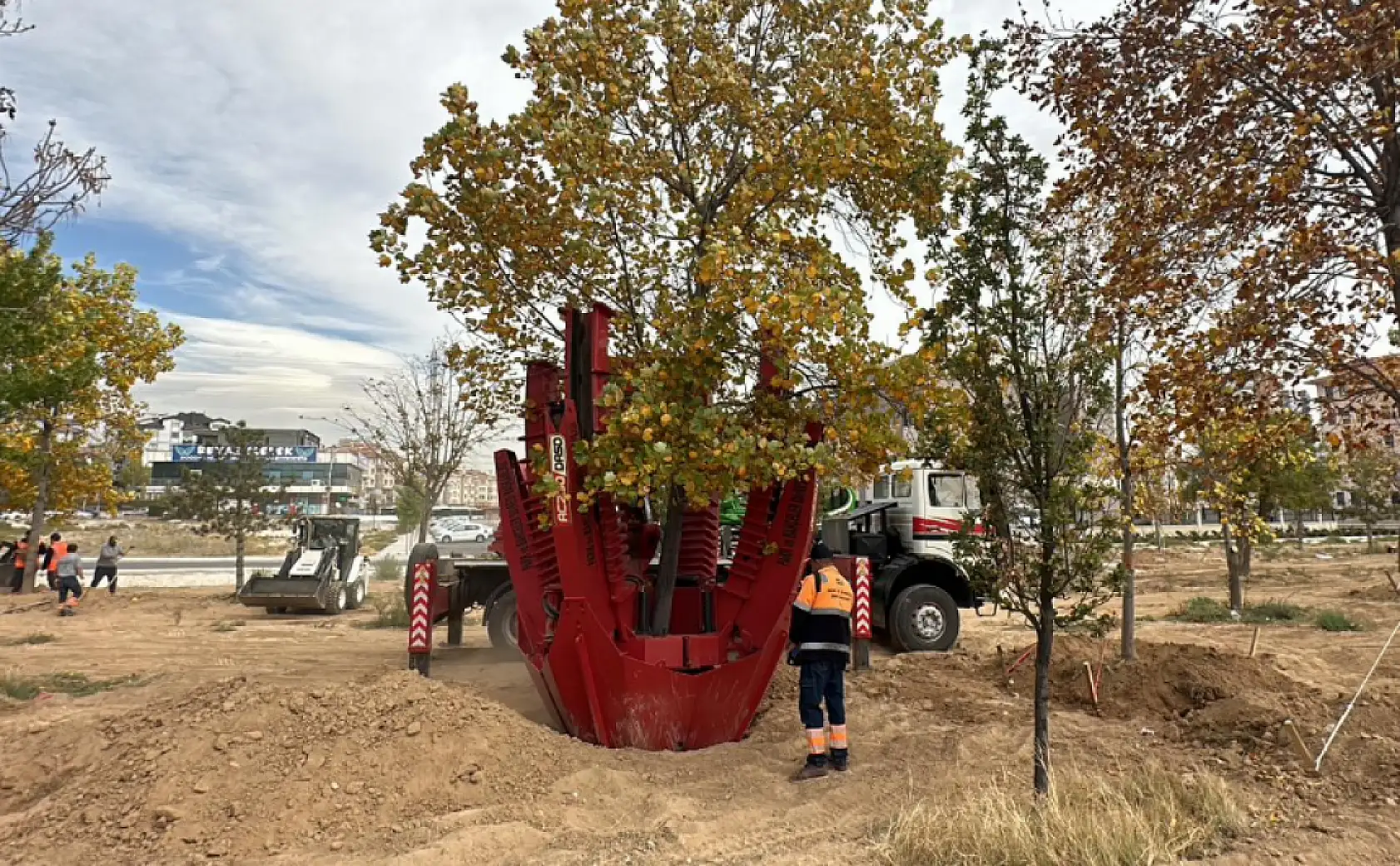 Konya'da sökülen ağaçlar yeniden hayat buluyor: 'Doğaya ve yeşile duyarlı davranıyoruz'