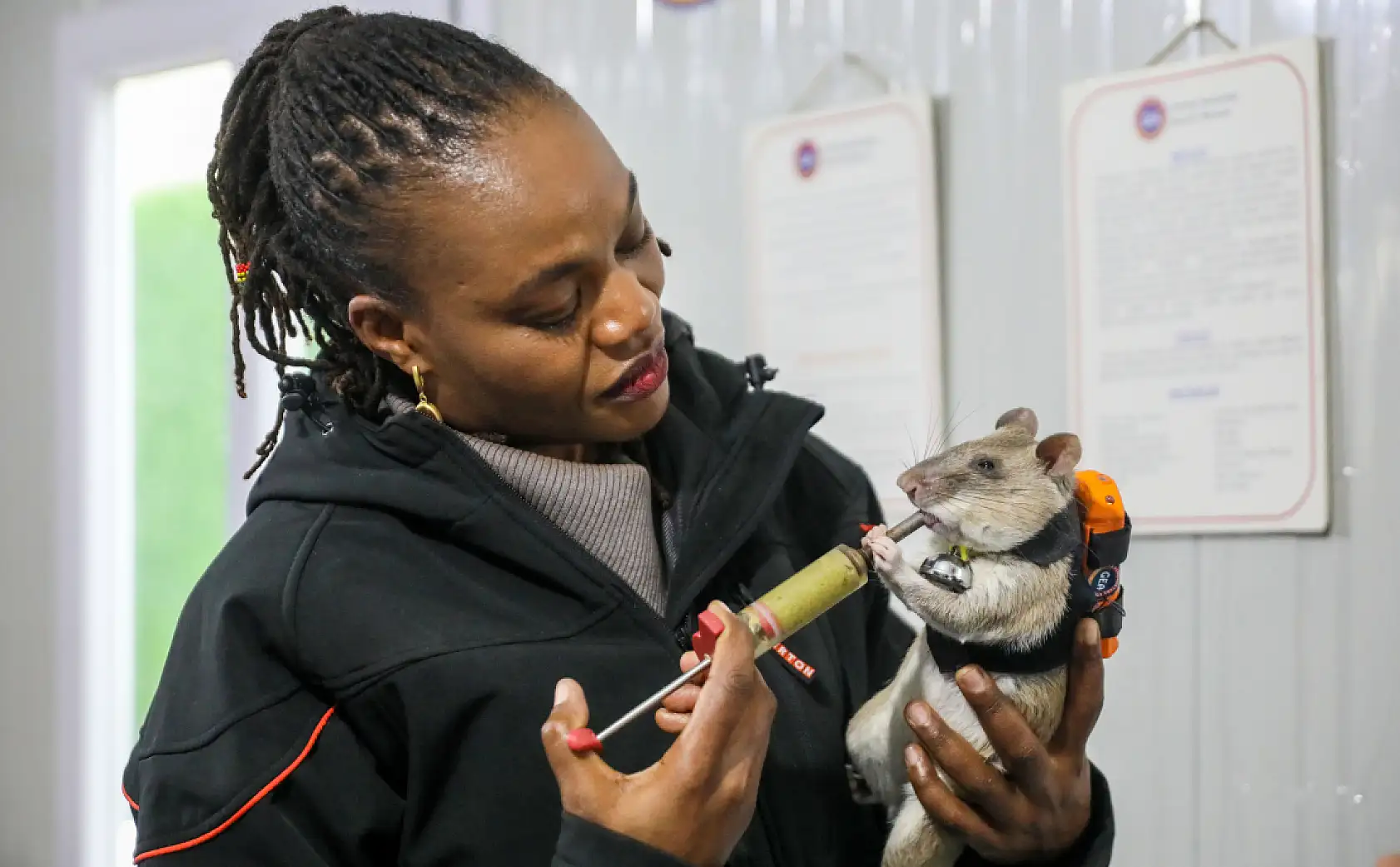 Dünyada ilk! Sırt çantalı fareler enkaz altında nefes arayacak