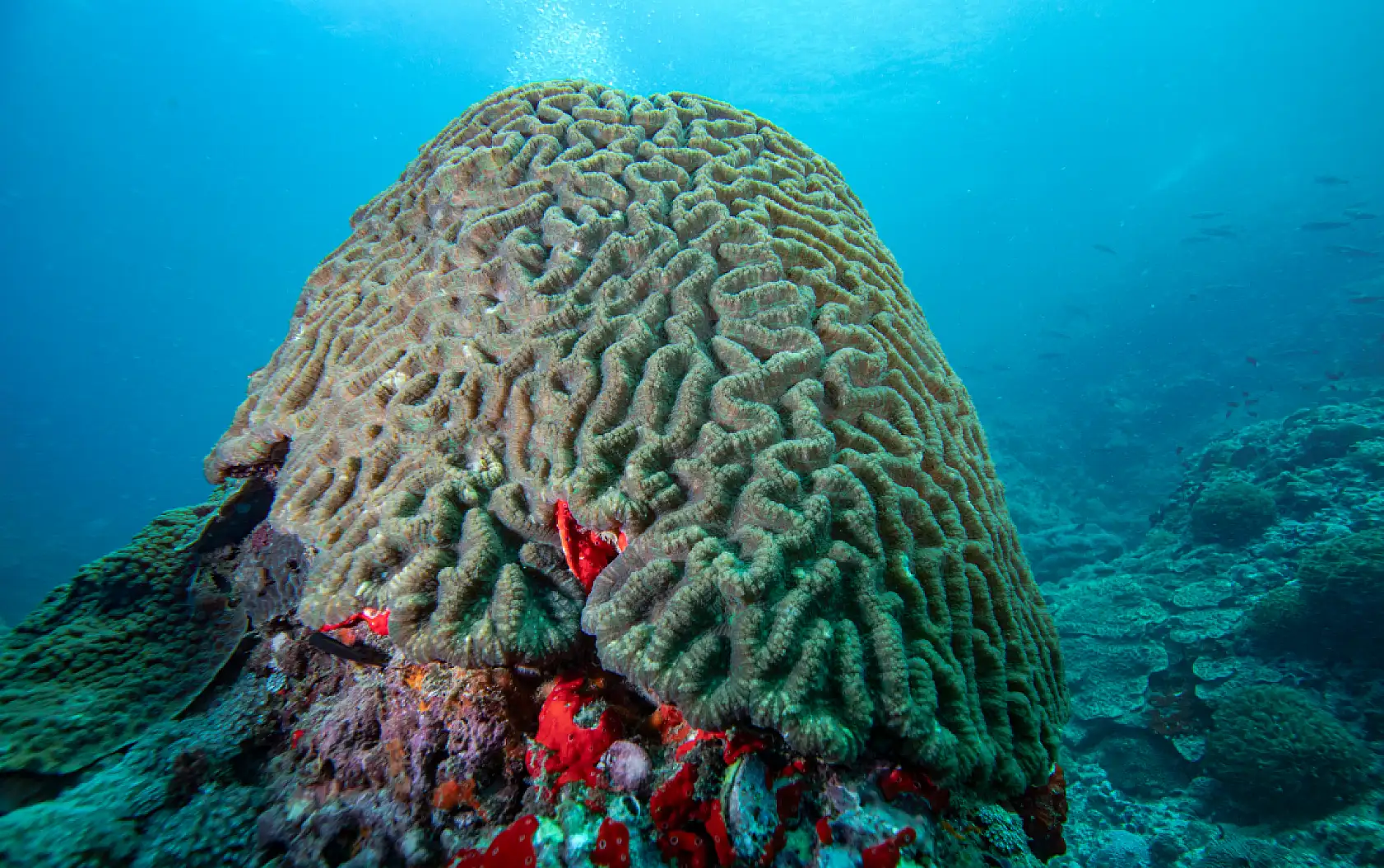 Mercan bahçeleri görsel şölen sunuyor