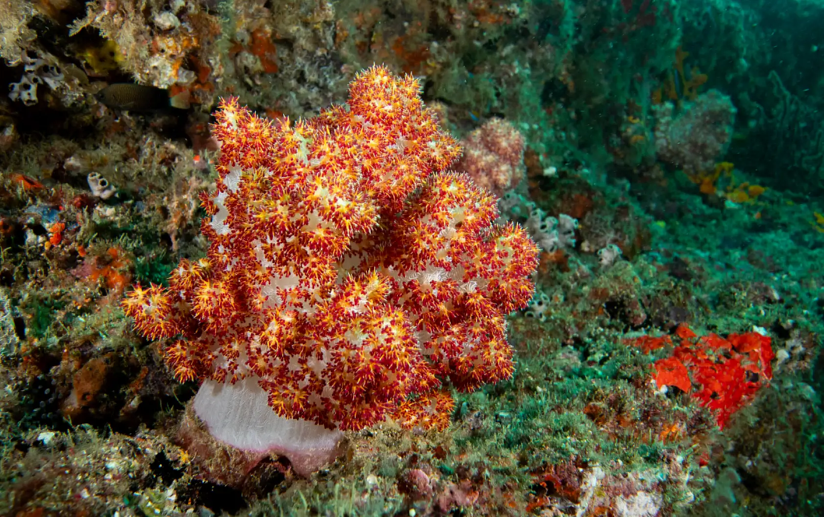 Mercan bahçeleri görsel şölen sunuyor