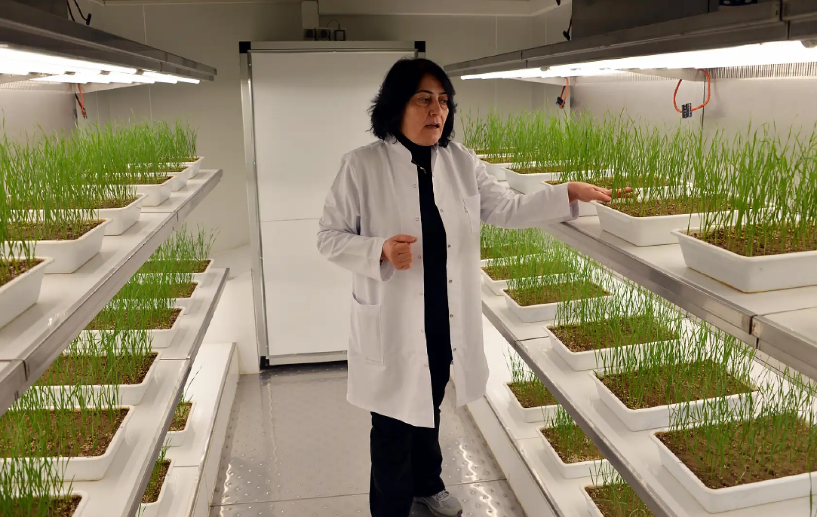 Eksi 21 derecede tarımsal devrim: Soğuğa meydan okuyan tohumlar