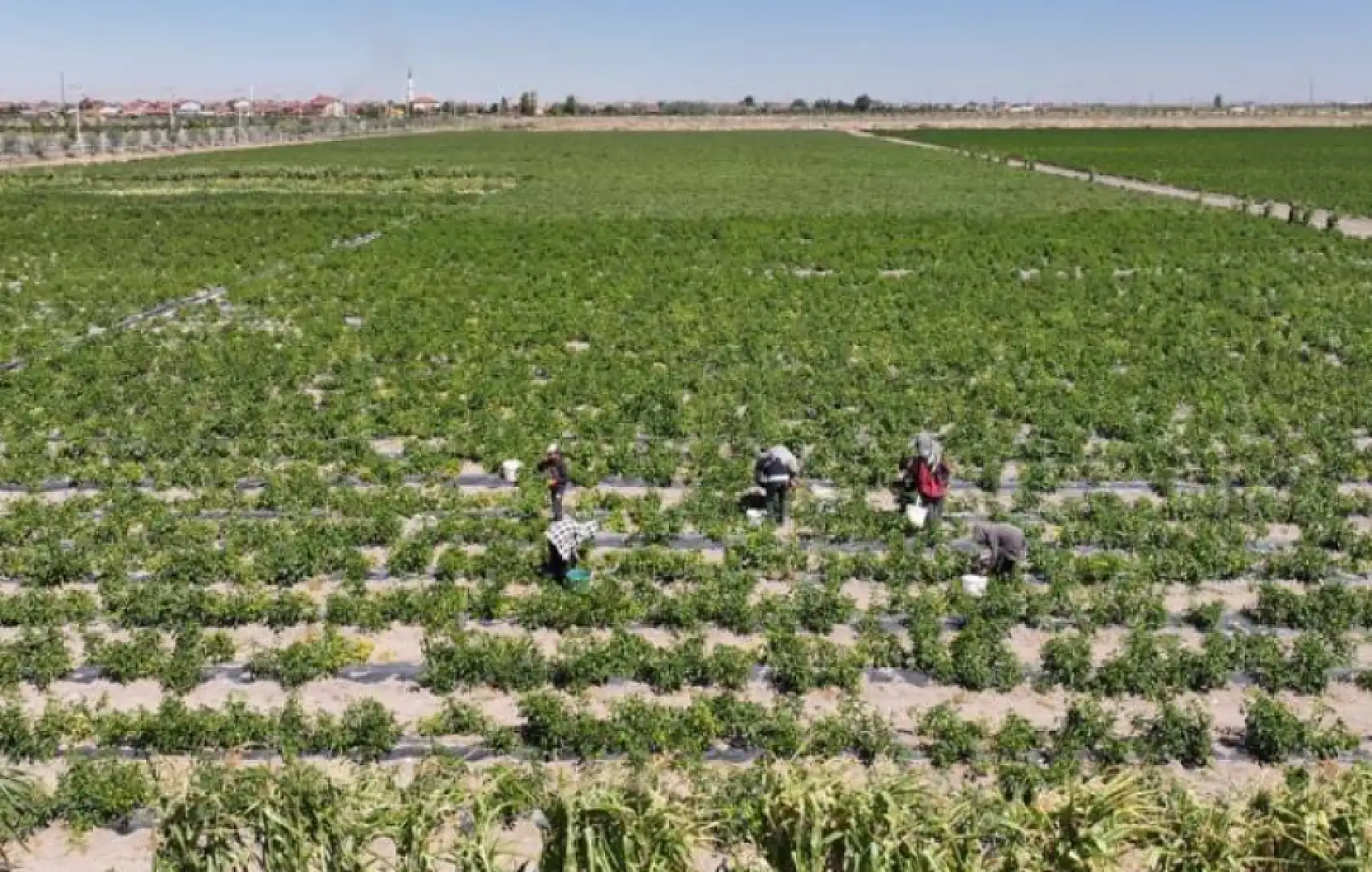'Karatay Ata Tohum' projesi meyve vermeye başladı!