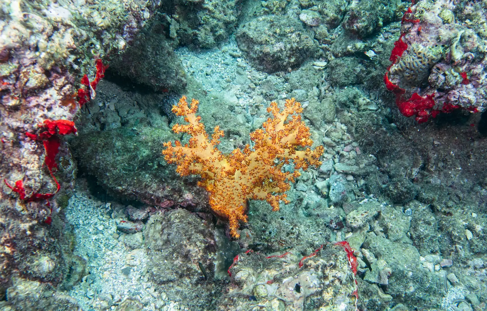 Mercan bahçeleri görsel şölen sunuyor