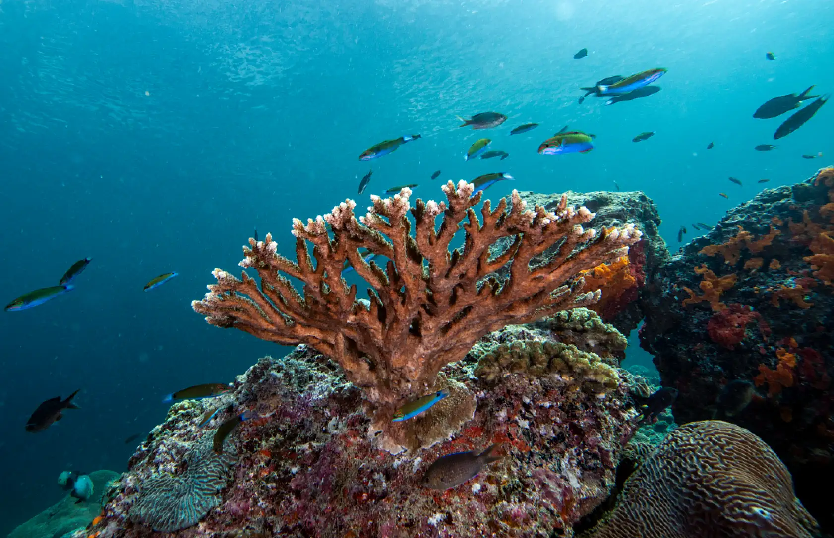 Mercan bahçeleri görsel şölen sunuyor