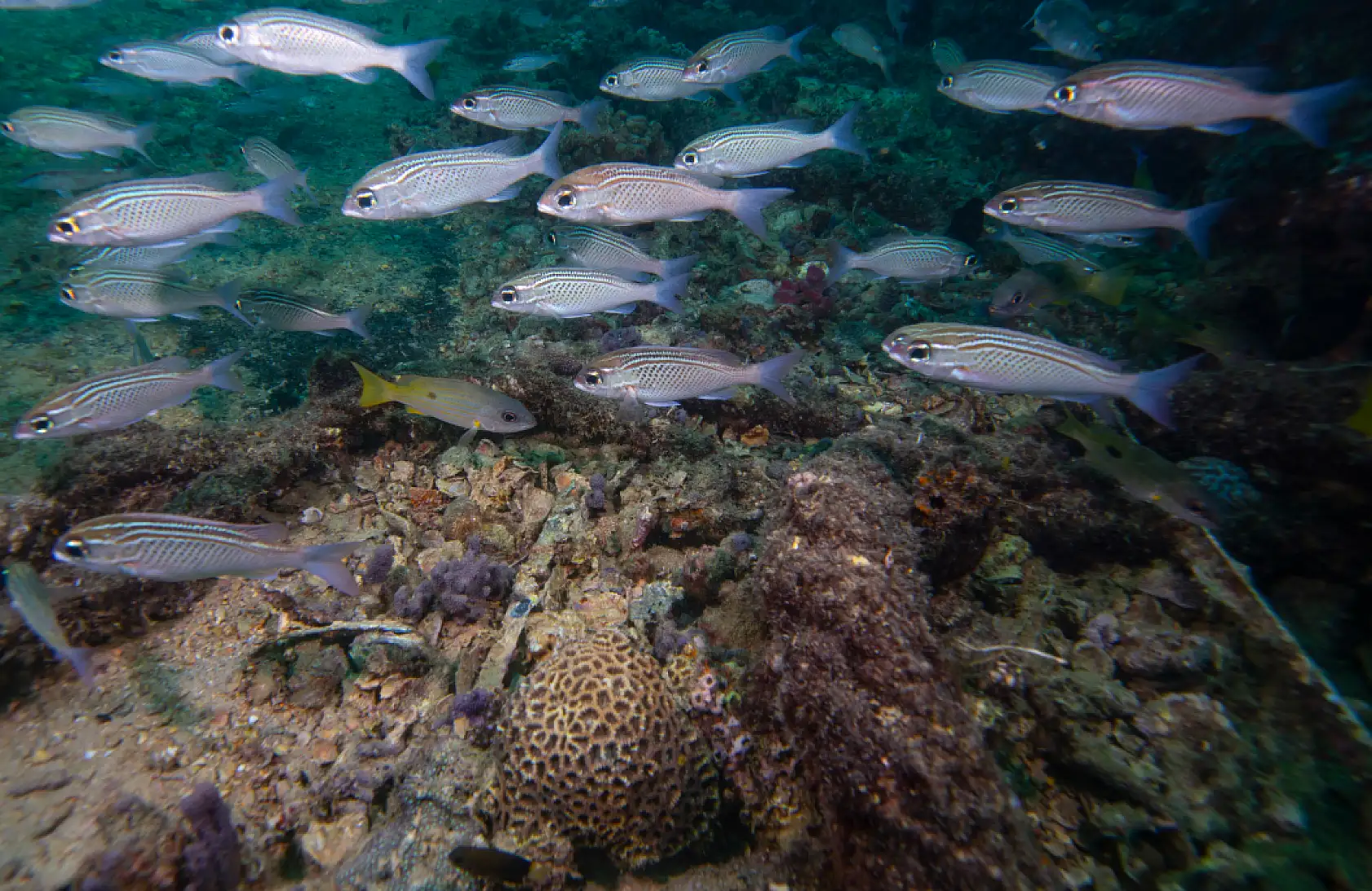 Mercan bahçeleri görsel şölen sunuyor