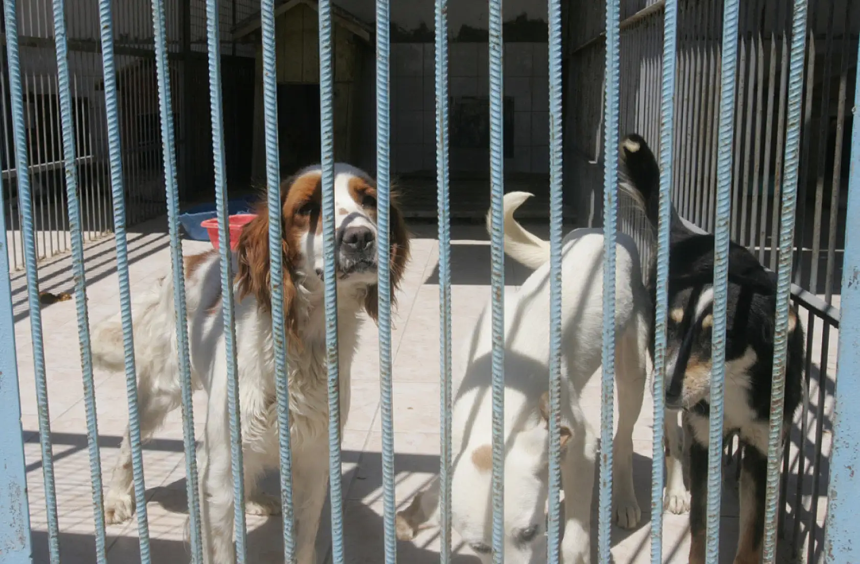 Konya'nın Bu İlçesine Hayvan Barınağı Yapılıyor