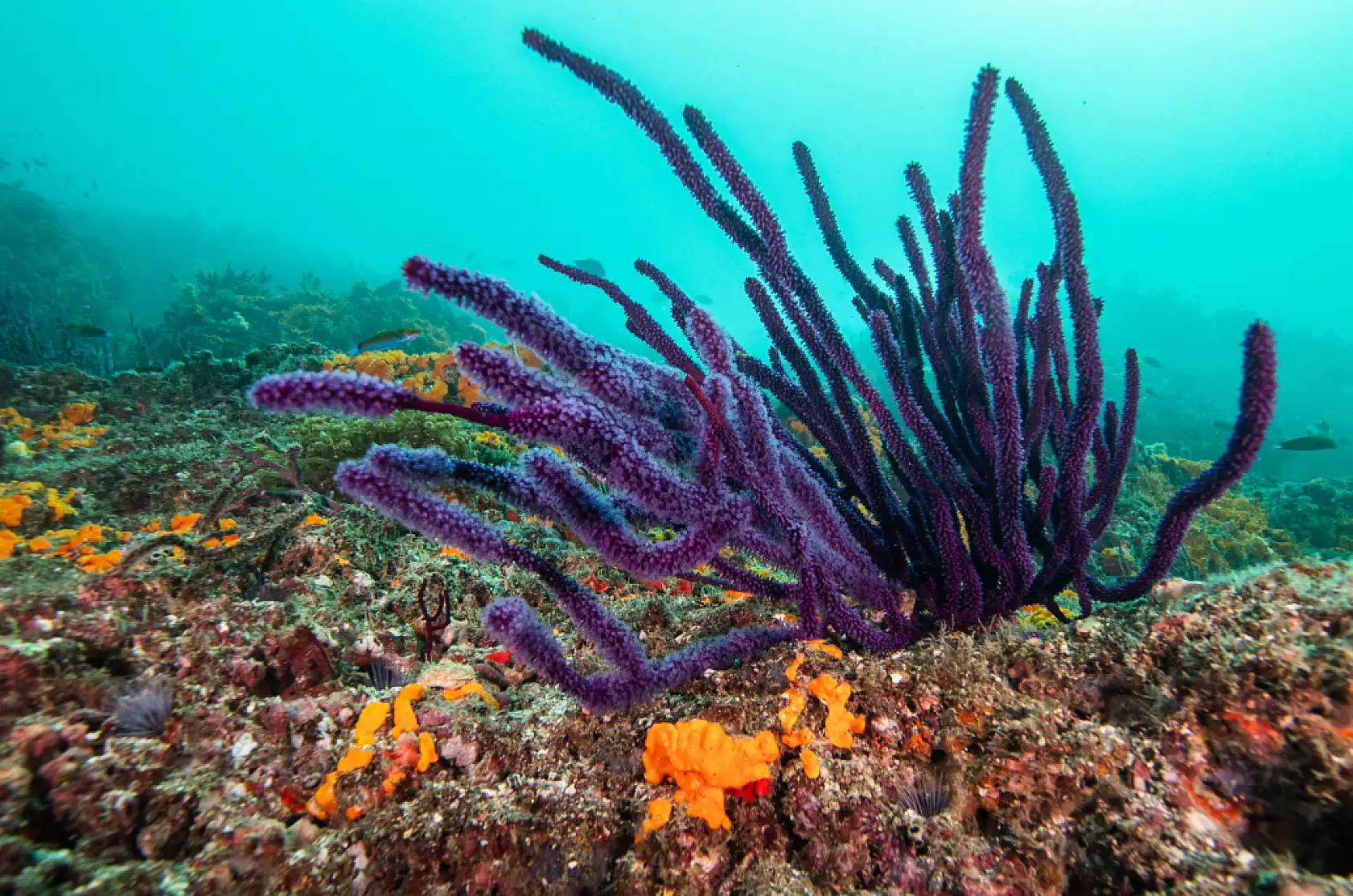 Mercan bahçeleri görsel şölen sunuyor