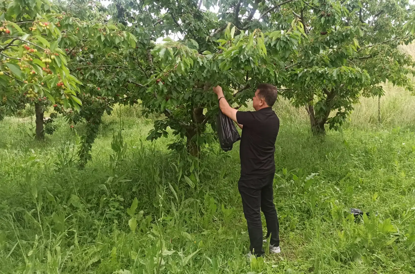 Konyalı yetiştirdi Avrupalı hayran kaldı