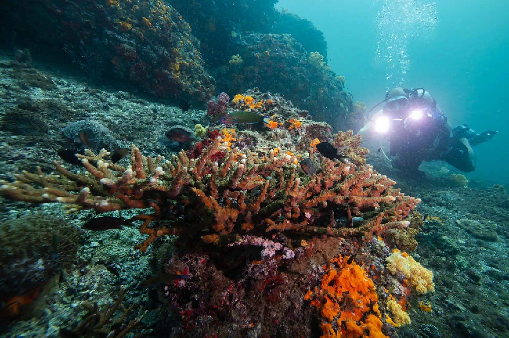 Mercan bahçeleri görsel şölen sunuyor