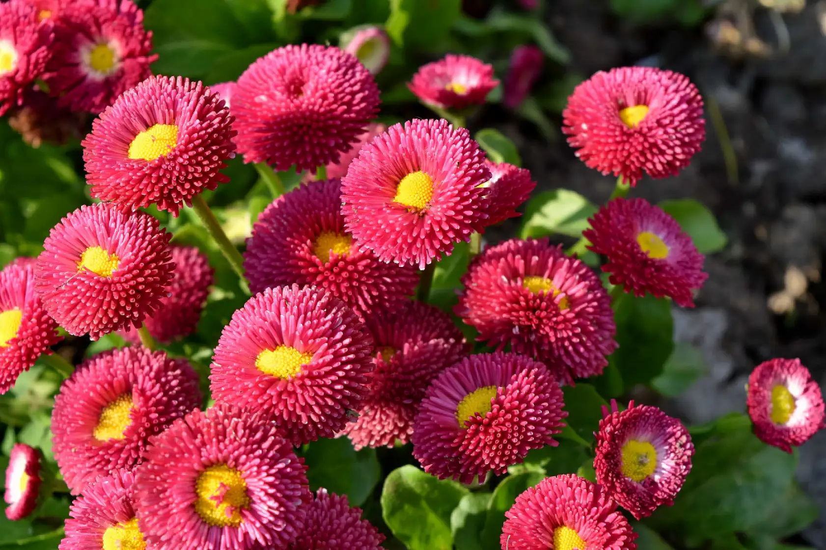 8 Mart Dünya Emekçi Kadınlar Günü mesajları, Kadınlar Günü 2025 kutlama sözleri...